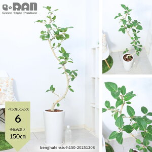 yIׂ錻iztBJX xKVX 100`165cm 픫 7`9TCY  Eh zCg p XNGA Mt lC Ȃ` R`  S̖ {_CW tBJ