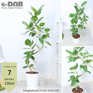 yIׂ錻iztBJX xKVX S̖ 8 ϗtA ^ 115`160cm Ȃ` R` xK   V{c[  CeAO[   ی^ 