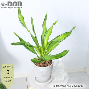 _N[|&|Cg^yIׂ錻izhZi tOX(K̖) e 6TCY 40`60cm IׂiyrNgA/A}j[/XJCCzGbOZg|bg Ob