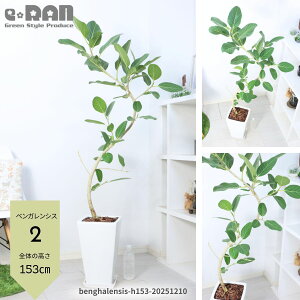 yIׂ錻iztBJX xKVX 100`165cm 픫 7`9TCY  Eh zCg p XNGA Mt lC Ȃ` R`  S̖ {_CW tBJ