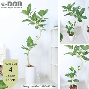 yIׂ錻iztBJX xKVX 100`165cm 픫 7`9TCY  Eh zCg p XNGA Mt lC Ȃ` R`  S̖ {_CW tBJ