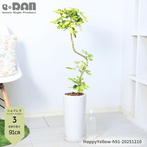 _|Cg5{^yIׂ錻izVFt nbs[CG[ 픫  7TCY 70`100cm S` zR ϗtA J|bN   Ă₷ Ft A{R IN