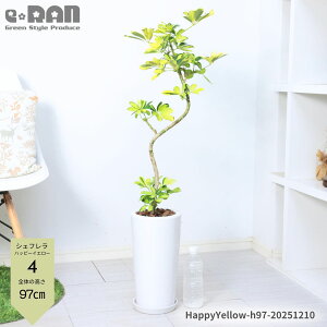 _|Cg5{^yIׂ錻izVFt nbs[CG[ 픫  7TCY 70`100cm S` zR ϗtA J|bN   Ă₷ Ft A{R IN