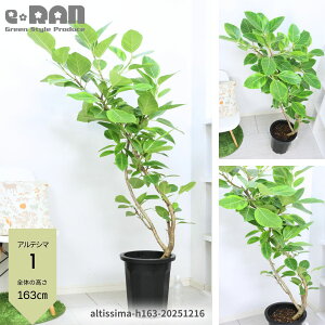 �_�|�C���g5�{�^�y�I�ׂ錻�i�����z�ɑ� �t�B�J�X �A���e�V�} (�A���e�V�[�}) 10���� ����150�`180cm �Ȃ�����` ���R���` �ϗt�A�� ��^ �Ǘ������� ��M�t �o���G�K�^�r�b�O�T�C�Y �S���̖� 