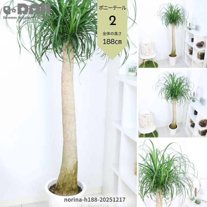 楽天市場】【選べる現品発送】観葉植物 大型 ポニーテール 10号鉢 高さ 