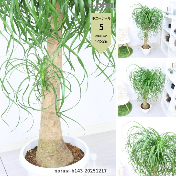 楽天市場】【選べる現品発送】観葉植物 大型 ポニーテール 10号鉢 高さ 