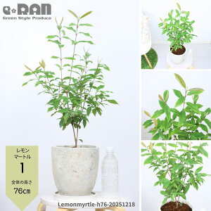 �_�|�C���g5�{�^�y�I�ׂ錻�i�����z�l�C�̃n�[�u �������}�[�g�� �G�b�O�Z�����g�|�b�g 7���T�C�Y ������55�`110cm�O�� �� �M�t�g �K�[�f�� �ϗt�A�� �n�[�u �A���} �c ��������背�����̍�