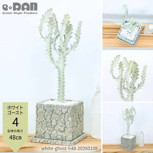 �y�I�ׂ錻�i�����z�����A�� ���[�t�H���r�A �z���C�g�S�[�X�g ������25�`55cm �Z�����g�|�b�g ��ĈՂ� ���� �����H�� �����F Euphorbia lactea White Ghost ���N�e�B�A ������i�� �󏭎� ���ڂĂ� 