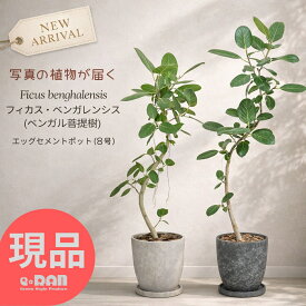 【選べる現品発送】フィカス ベンガレンシス 100〜160cm 曲がり・自然樹形 ゴムの木 観葉植物 8号鉢 エッグセメントポット シンボルツリー 開店祝い 新築祝い ギフト プレゼント お祝い お中元 お歳暮 インテリアグリーン 熱帯植物 育てやすい 人気 ベンガル