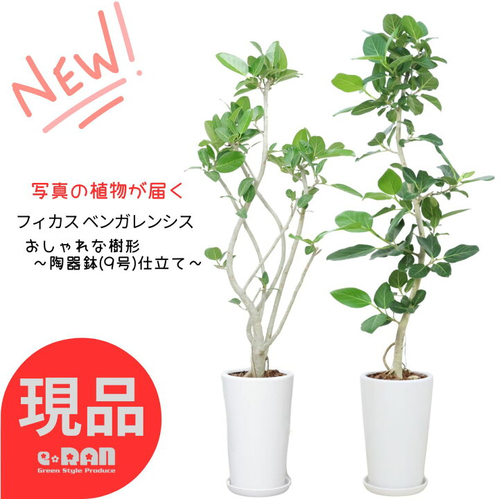 楽天市場】【選べる現品発送】観葉植物 大型 ゴムの木 フィカス 