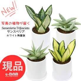 サンスベリア (ソリッドゴールド・シルバーゼブラ・ミラノ・プラチナム・シルバーフレーム)【選べる現品発送・ 品種選べる】高さ20~40cm前後 陶器鉢 3.5号 4号 サイズ 育てやすい 虎の尾 千歳欄 サンセベリア 多肉植物 観葉植物
