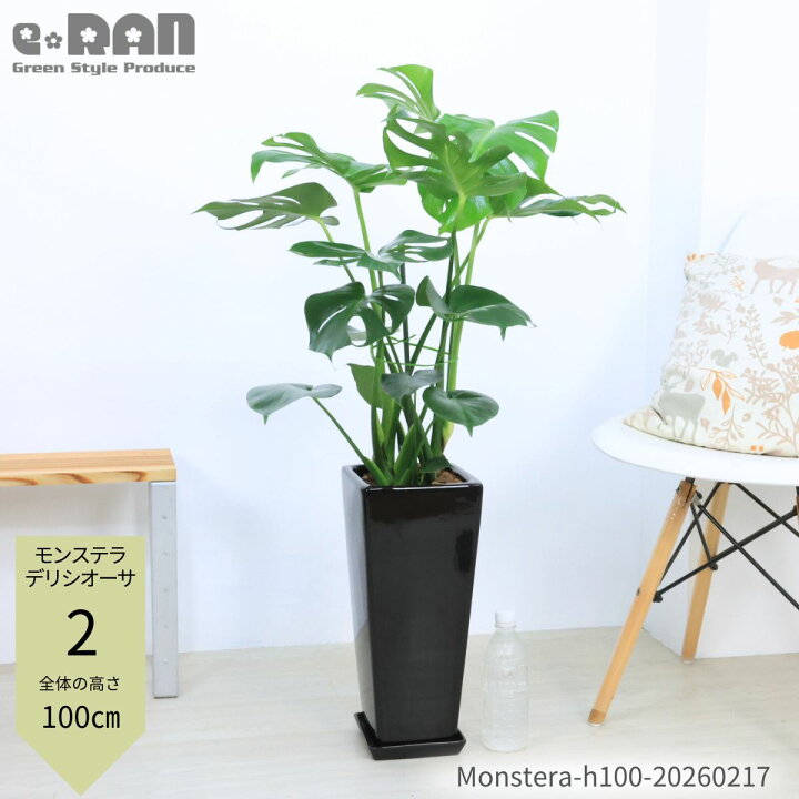 楽天市場】モンステラ デリシオーサ 観葉植物 6号 7号鉢 高さ約70 