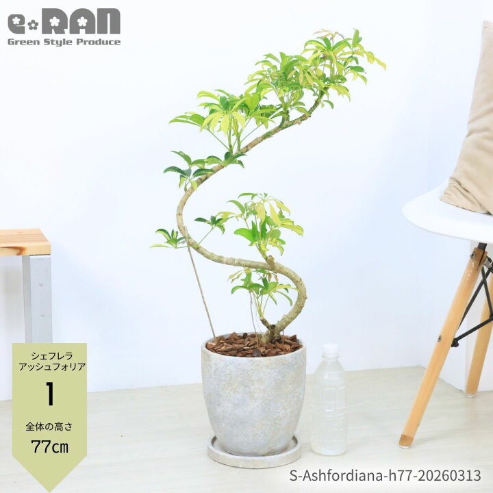 楽天市場】【選べる現品発送】観葉植物 斑入り シェフレラ アッシュ 