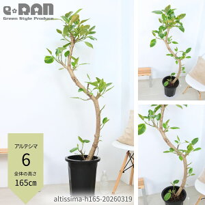 観葉植物 180cm」の人気商品一覧 | 安い商品を通販サイトから探す 