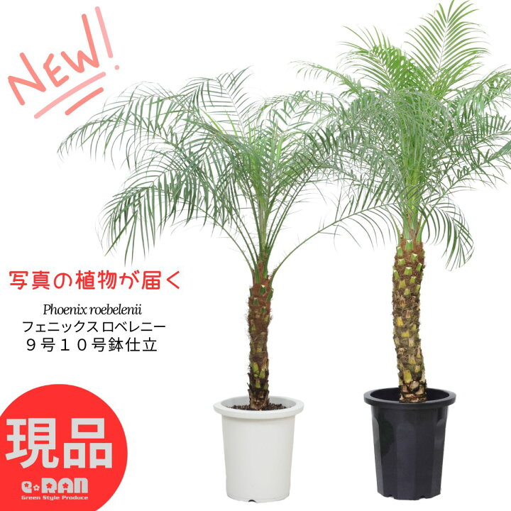 楽天市場】観葉植物 ヤシ フェニックス ロベレニー 9号 10号鉢 高さ約 