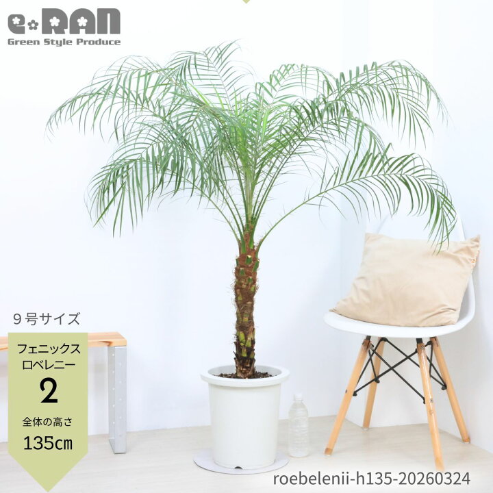 楽天市場】観葉植物 ヤシ フェニックス ロベレニー 9号 10号鉢 高さ約 