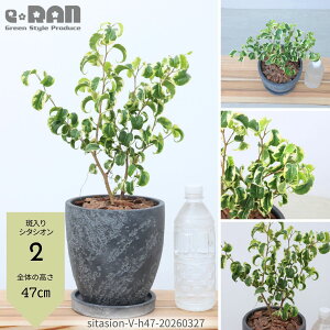 �y�I�ׂ錻�i�����z�ϗt�A�� �� ������ �x���W���~�� �V�^�V�I�� 2�{���� 6���T�C�Y ������45�`55cm �G�b�O�Z�����g�|�b�g �t�B�J�X �x���W���~�i �J�[�� Ficus benjamina cv. �gSitasion Variegata�h 