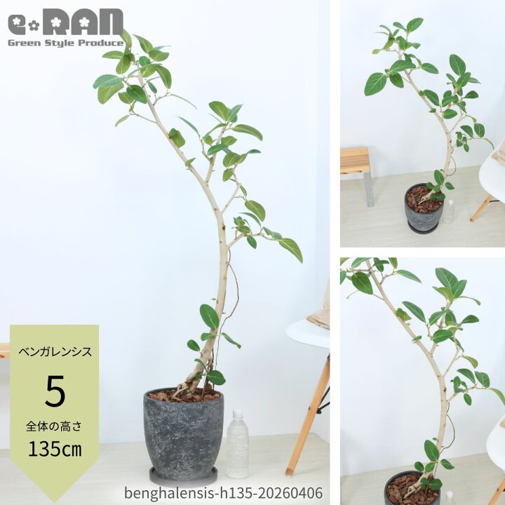 楽天市場】【選べる現品発送】フィカス ベンガレンシス 100〜160cm 