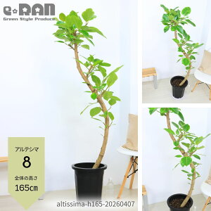 観葉植物 180cm」の人気商品一覧 | 安い商品を通販サイトから探す 