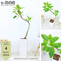 楽天市場】アポロ ゴムの木の通販