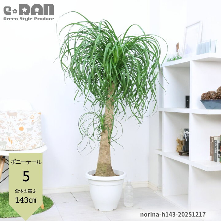 楽天市場】【選べる現品発送】観葉植物 大型 ポニーテール 10号鉢 高さ 