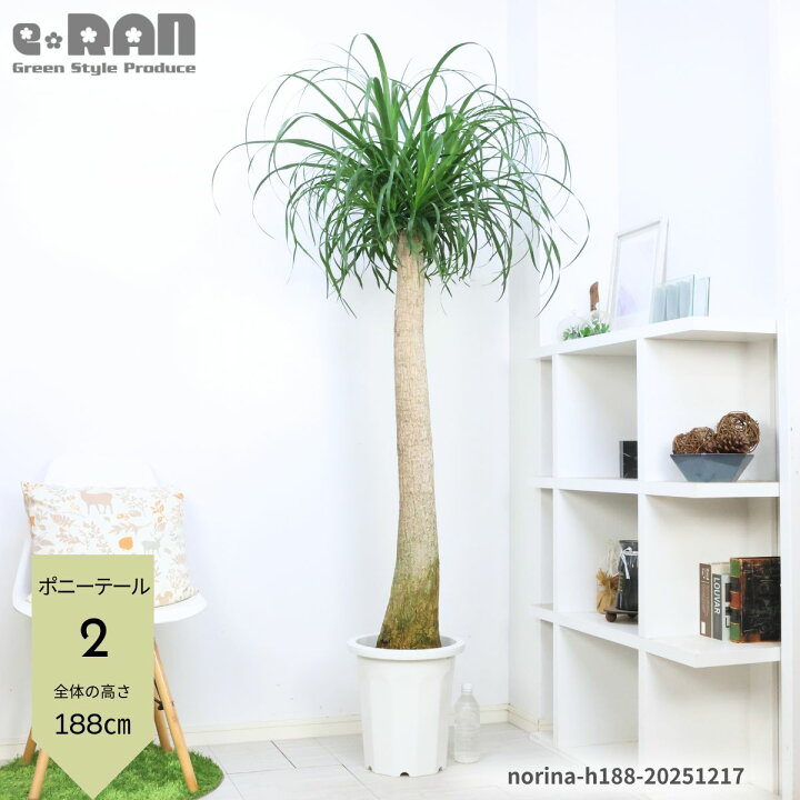 楽天市場】【選べる現品発送】観葉植物 大型 ポニーテール 10号鉢 高さ 