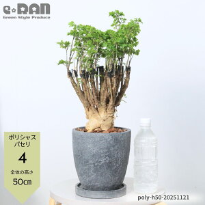 yIׂ錻izϗtA |VX iyxEpZz 40~60cmO GbO Zg|bg 6TCY Ă₷ ^C~W teBRT |XLAX xM Ύ 