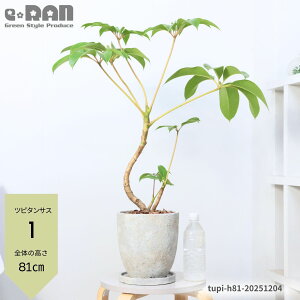 yIׂ錻izcs^TX 6`7TCY 60`90cm GbOZg|bg Ȃ` VFt sbN  Ă₷ ubTCAɎA cs_TX Jv