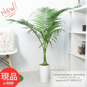 ϗtA XV LOp[ 7 117cm Mt Archontophoenix alexandrae V̖ I ^ ₵  䂷₵ ALThp[ butterfly palm ϊ  ^CAbv C[