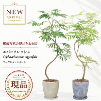 楽天市場】エバーフレッシュ（高さ（植物）131cm ～）の通販