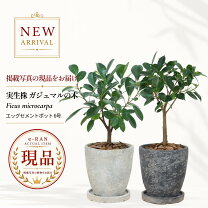 楽天市場】50cm（種類（植物）ガジュマル）（観葉植物｜花・観葉植物 