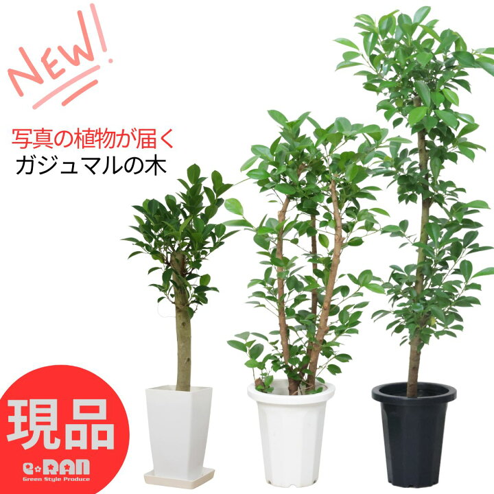 楽天市場】ガジュマル 観葉植物 6号 7号鉢 高さ約70〜120cm 選べる現品 無農薬 21年生 ガジュマル 70×120cm 精霊が宿る木と言われ縁起のいい木