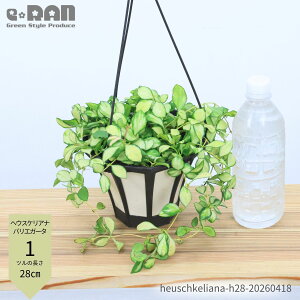 �y�I�ׂ錻�i�����z�ϗt�A�� �z�� �w�E�X�P���A�i �o���G�K�[�^ 5���݂蔫 �c���̒�����20�`40cm�O�� Hoya heuschkeliana 'Variegata'�T�N������ �C�G���[�t�����[ ���� �z�C�V���P���A�i ��A�� �n