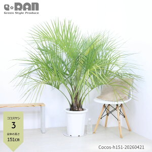 観葉植物 ココスヤシ」の人気商品一覧・価格比較 - 価格.com