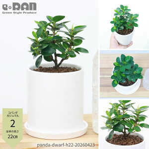 �y�I�ׂ錻�i�����z�R�p���_ �K�W���}�� ������15�`20cm �z���C�g���픫 ���� 3�� �{�[�� �V�����_�[ �L���[�u ���A �󏭎� �t�B�J�X �M�t�g �p���_ �ϗt�A�� �K�W���}�� �h���[�t �␫ ������