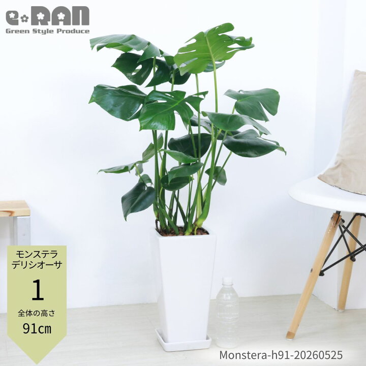 楽天市場】モンステラ デリシオーサ 観葉植物 6号 7号鉢 高さ約70 