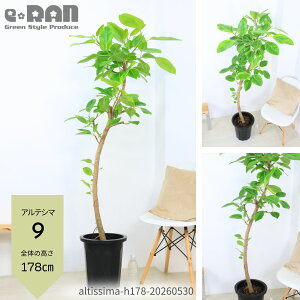 観葉植物 フィカス・アルテシマ 10号」の人気商品一覧・価格比較