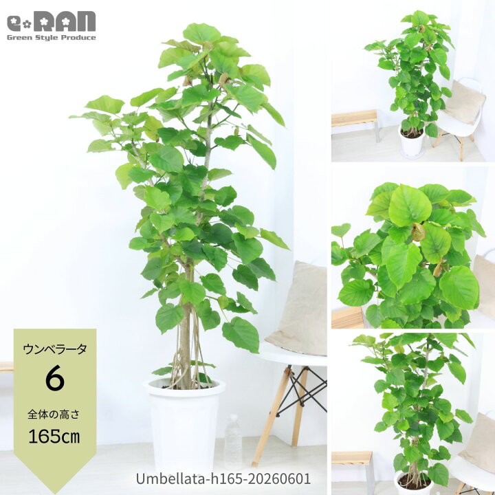 楽天市場】フィカス ウンベラータ 観葉植物 大型 10号鉢 高さ約160 