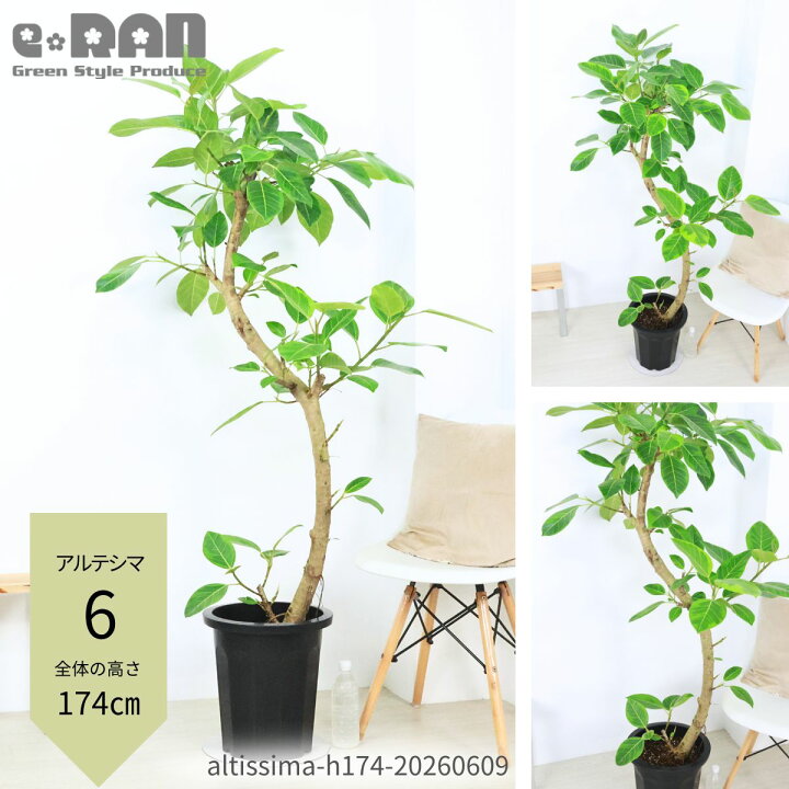楽天市場】フィカス アルテシマ ゴムの木 10号鉢 観葉植物 大型 高さ約 