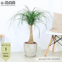 楽天市場】ポニーテール（高さ（植物）71 ～ 130.9cm）（観葉植物｜花 
