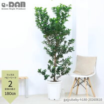楽天市場】ミルクブッシュ（高さ（植物）131cm ～）（観葉植物｜花 