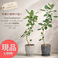 フィカス ベンガレンシス ゴムの木 観葉植物 7号鉢 8号鉢 選べる現品発送 曲がり樹形 自然樹形 高さ90〜1…