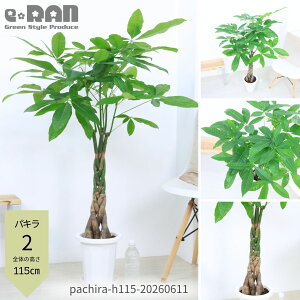 観葉植物 パキラ 編み」の人気商品一覧・価格比較 - 価格.com