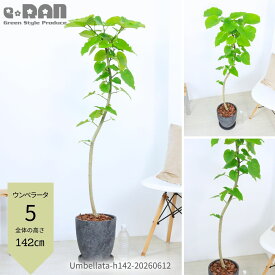 フィカス ウンベラータ 観葉植物 大型 8号鉢 高さ約130〜150cm シンボルツリー 父の日 お中元 新築祝い 開店祝い ギフト 選べる現品発送 エッグセメントポット 曲がり樹形 S字樹形 ゴムの木 おしゃれ インテリア 育てやすい