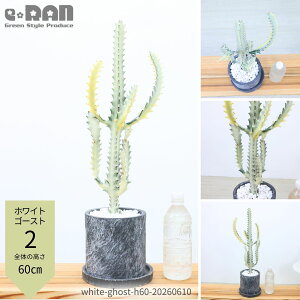 ホワイトゴースト 観葉植物」の人気商品一覧・価格比較 - 価格.com