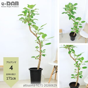 観葉植物 フィカス・アルテシマ 10号」の人気商品一覧・価格比較 