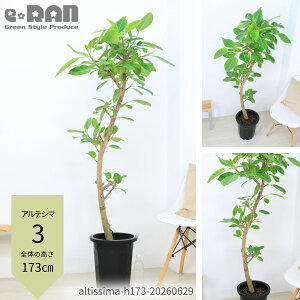観葉植物 180cm 大型」の人気商品一覧・価格比較 - 価格.com