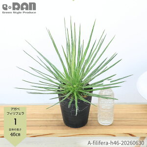 観葉植物 アガベ 5号」の人気商品一覧・価格比較 - 価格.com