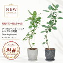 フィカス ベンガレンシス ゴムの木 観葉植物 7号鉢 8号鉢 選べる現品発送 ベンガル ベンガルボダイジュ 曲がり樹形 自…