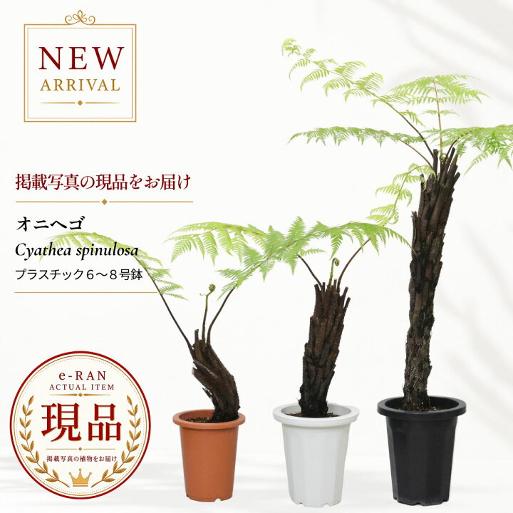 楽天市場】オニヘゴ ヘゴ 観葉植物 シダ植物 5号 6号 7号 8号鉢 高さ約 